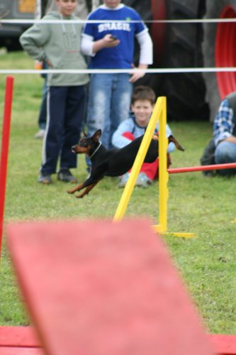 Kutya akadályverseny Kutya akadályverseny
