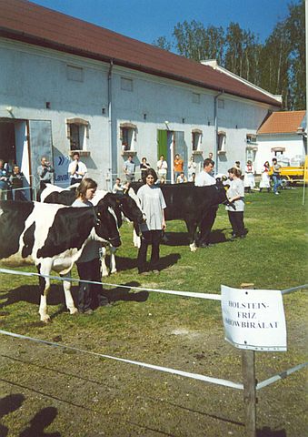 Tenyészállat birálat