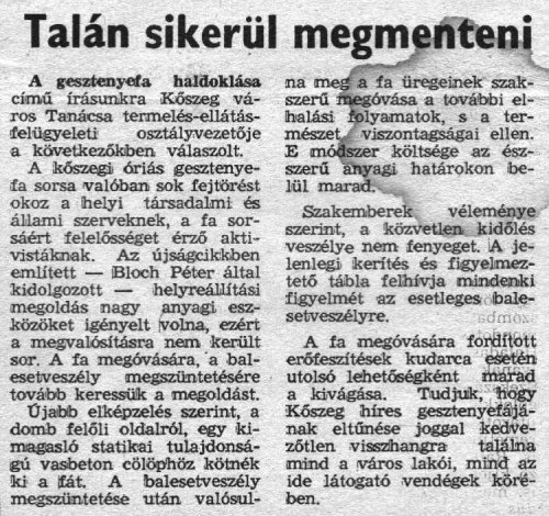 Kőszeg Királyvölgy 800 éves gesztenyefa