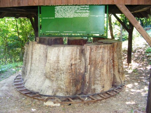 Köszeg Királyvölgy 800 éves gesztenyefa