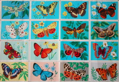 Lepkék - pillangók