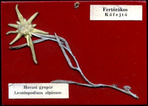 Havasi gyopár Havasi gyopár